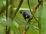 Slate-colored Antbird