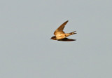 Barn Swallow