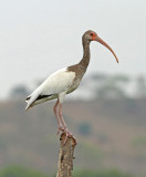 White Ibis