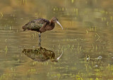 Puna Ibis