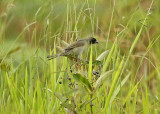 Black-faced Tanager