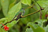 Peruvian Raquettail