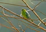 Dotted Tanager