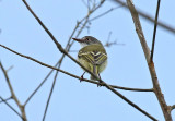 Pearly-vented Tody-Tyrant