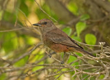 Vermilion Flycatcher