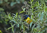 Black-chested Mountain-Tanager