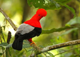 Cock-of-the-Rock