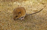 Mouse Tandayapa valley