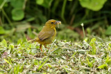 Olive-crowned Yellowthroat