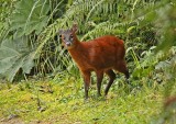 Little Red Brocket