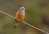 Red-rumped Bush-Tyrant