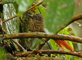 Striped Treehunter