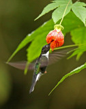 Collared Inca