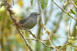Dusky Piha