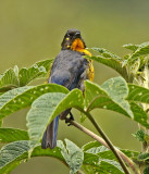 Lacrimose Mountain-Tanager