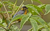 Lacrimose Mountain-Tanager