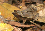 Rhinella margaritifera