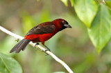 Masked Crimson Tanager