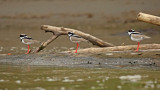 Pied Plover