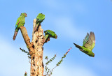 El-Oro Parakeet