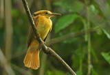Pacific Royal-Flycatcher