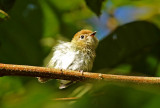 Scale-crested Pygmy-Tyrant