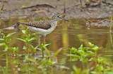 Solitary Sandpiper