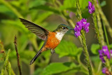 Violet-tailed Sylph