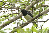 Black-and-white Tanager