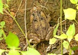 Giant Toad