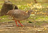 Pale-browed Tinamou