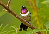 Amethyst-throated Sunangel