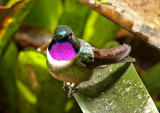 Amethyst-throated Sunangel