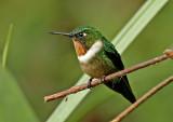 Flame-throated Sunangel