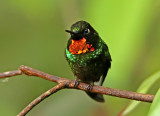 Flame-throated Sunangel