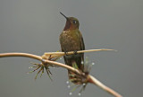 Neblina Metaltail