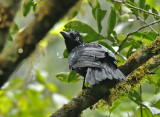 Amazonian Umbrellabird