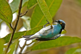 Black-faced Dacnis