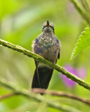 Fork-tailed Woodnymph