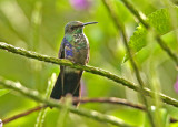 Fork-tailed Woodnymph