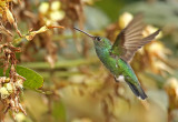 Glittering-throated Emerald