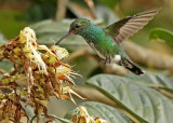 Glittering-throated Emerald