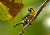 Lemon-throated Barbet