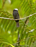 Long-tailed Tyrant