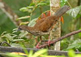 Speckled Chachalaca