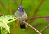 Violet-headed Hummingbird