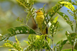 Yellow-backed Tanager