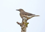 Black-billed Shrike-Tyrant