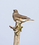 Black-billed Shrike-Tyrant