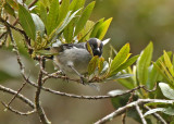 Black-headed Hemispingus